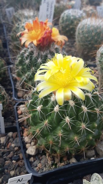 Thelocactus conothelos - bunte Blüten